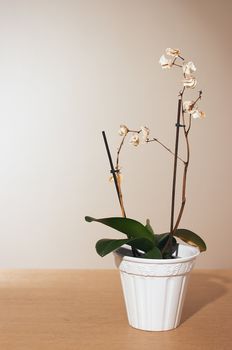 Dead orchid plant