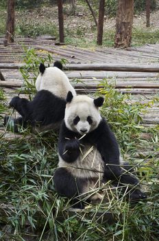 The giant panda bears eating fresh bamboo