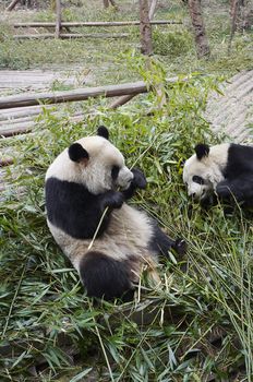 The giant panda bears eating fresh bamboo