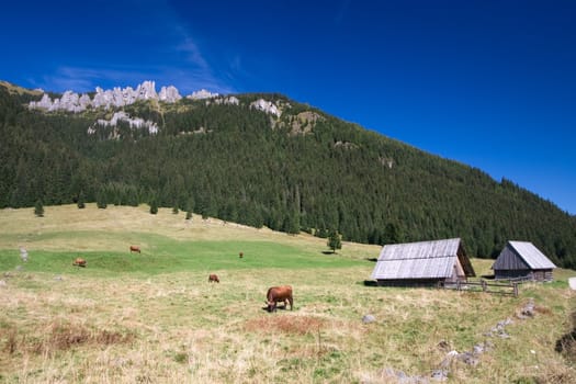 Rural Mountain Landscape With Cows and cottages