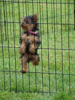 this cute yorkie is trying to climb out of his cage
