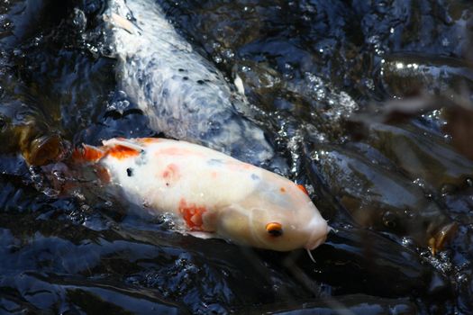 White spotted koi coming to the pond surface