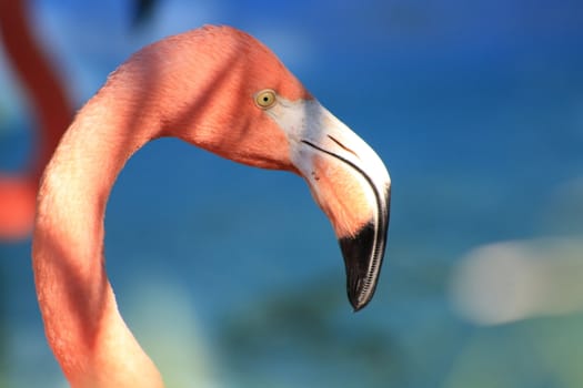 Flamingo head and beak with blurred natural background