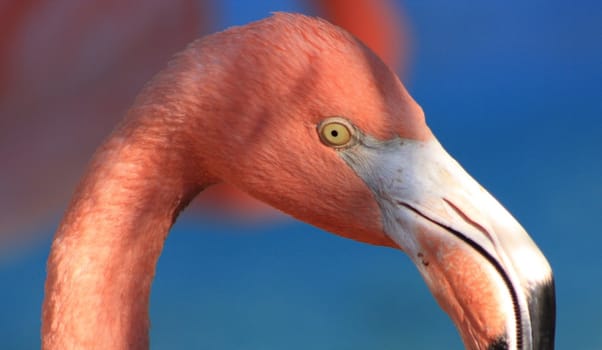 Close-up on flamingo head and beak with natural, blurred background
