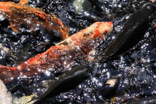 Asian Koi Swimming around in Zoo Pond 