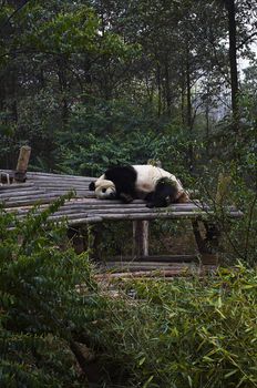 The giant panda bear sleeping on the porch