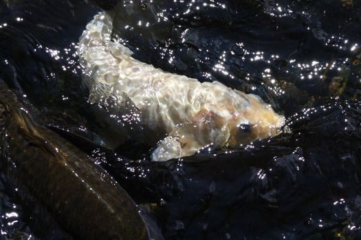 White and black koi coming to the surface of a pond