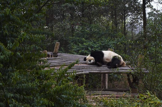 The giant panda bear sleeping on the forest