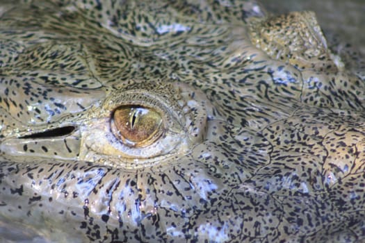 Alligator head with eyes above surface of water
