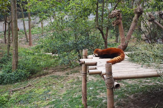 Red panda bear relaxing on the bamboo board