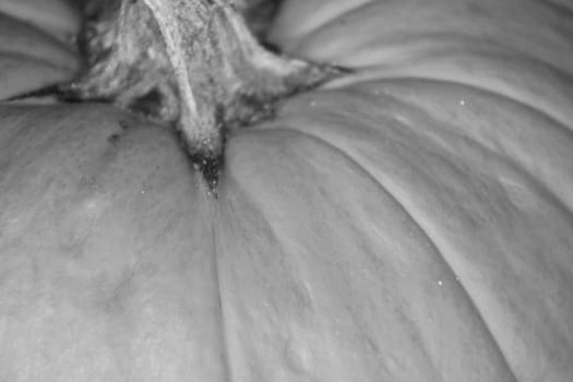 Grey-scale stem and top of pumkin