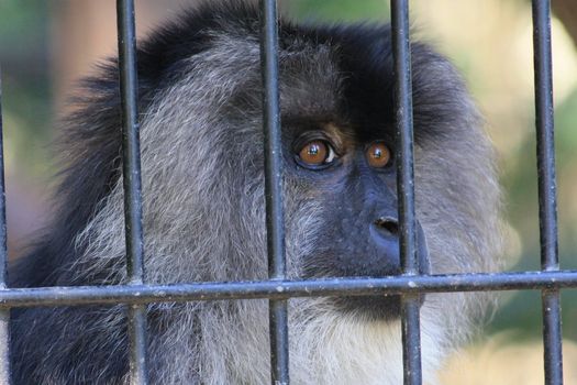 Lion-tailed macaque looking right