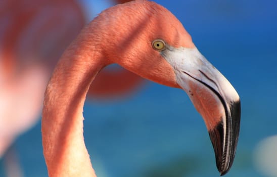 Flamingo facing right