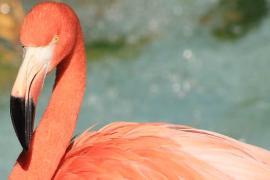 Upper body of flamingo