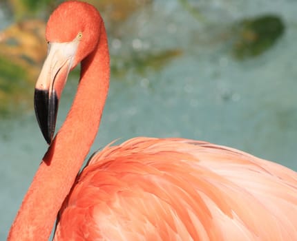 Flamingo facing left