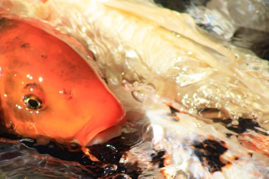 Koi swimming to the surface of a pond