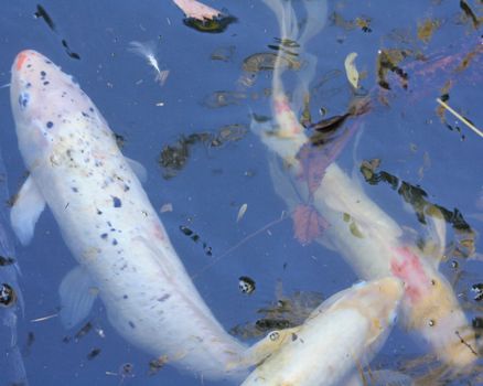 Koi swimming to the surface of a pond