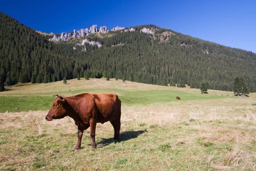 Brown cow on the meadow against mountains and forest