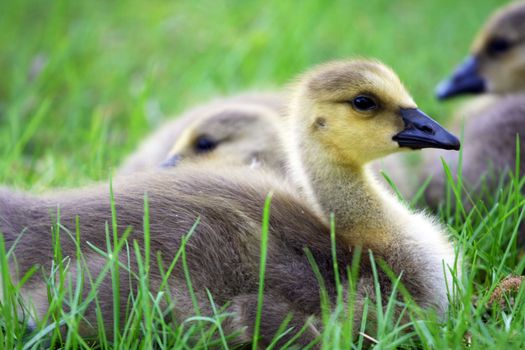 Canada geese (Branta canadensis) resting on grass.