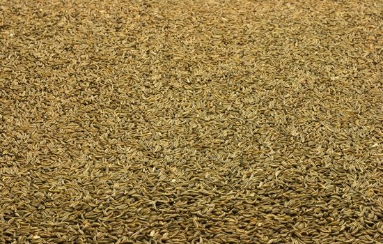 Caraway seeds pattern background