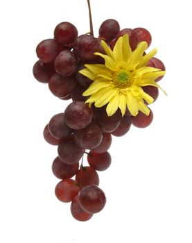 Pending cluster of grapes with drops and a yellow flower  over a white background. Look at my gallery for more fruits and vegetables