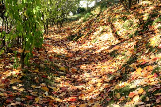 Autumn Foliage - color of fall leaves in green grass