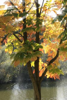 Sunbeam passes throught thick leaves of autumn tree