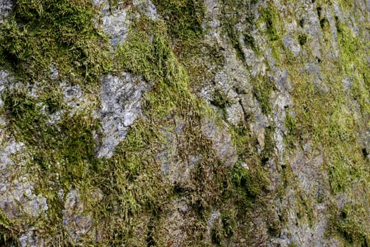 green mossy lichen surrounding a  rock face 
