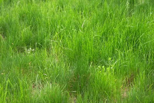 Big field of green grass at spring