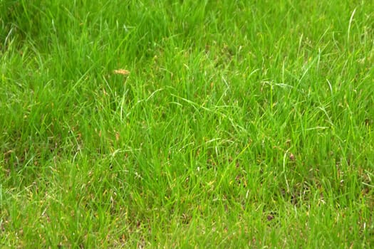 Field of big green grass at spring