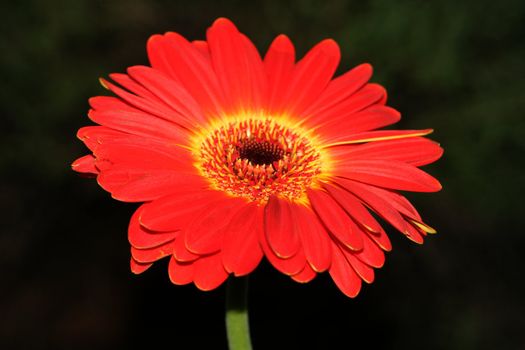 Orange and red flower. Close-up view