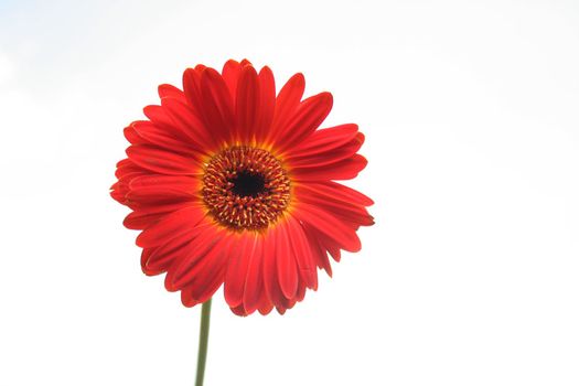 Orange and red flower. Close-up view