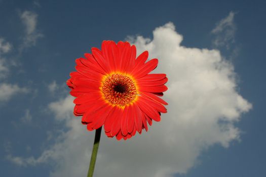 Orange and red flower. Close-up view