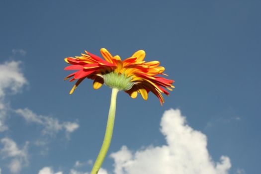 Orange and red flower. Close-up view