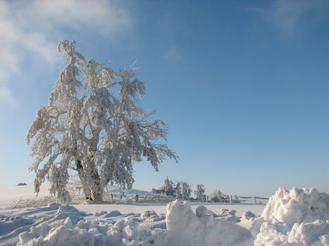 Frost covered tree in winter landscape