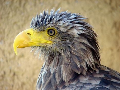 Portrait of an eagle with wet feathers
