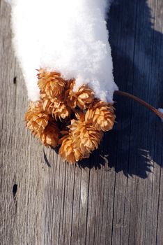 hop cone under the white fluffy snow on the old fence