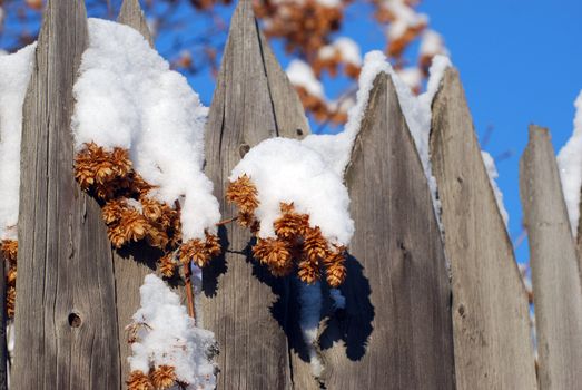 hop cone under the white fluffy snow on the old fence