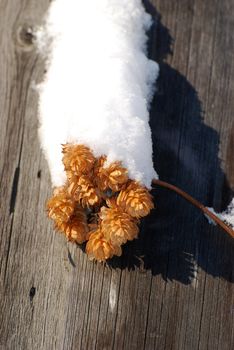 hop cone under the white fluffy snow on the old fence