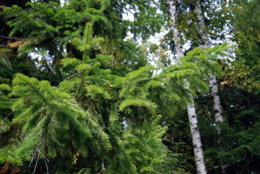 
young fir tree against the background of summer wood