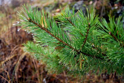 branch of fir tree against the background of autumn forest