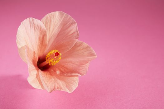 Chinese hibiscus flower on pink background (Hibiscus rosa-sinensis)