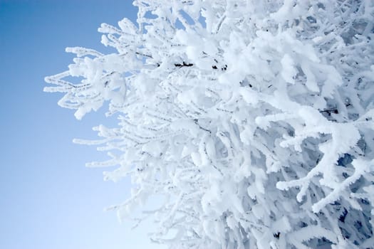 Tree completely covered by hoarfrost, frost on the branch