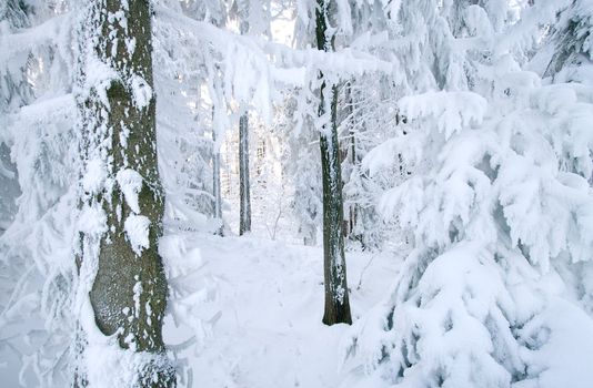 Forest completely covered by snow