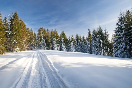 Forest covered by snow, sunny day