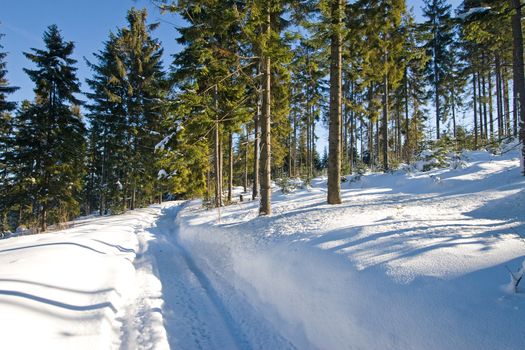 Forest covered by snow, sunny day