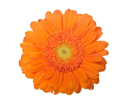  gerber daisy isolated on white background