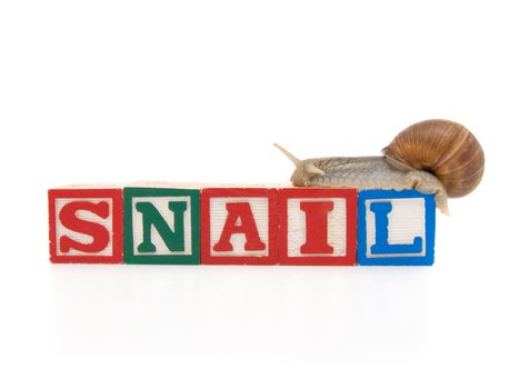 wooden blocks with snail