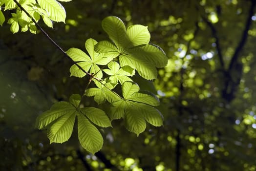 green leaves of chestnut on the sunshine