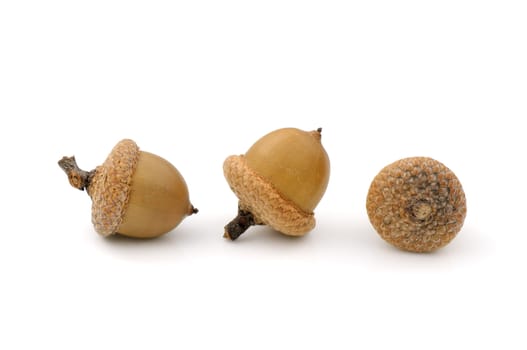 Close-up of three dried acorns on white background